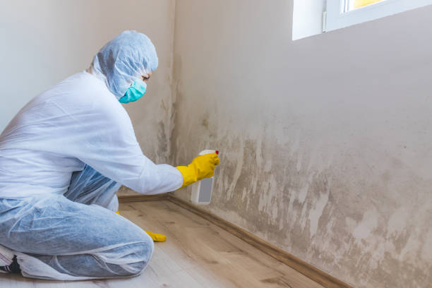Licensed Attic Mold Removal service in Carlisle, PA - WQB Mold Removal